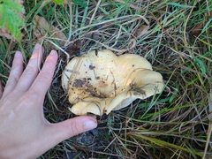 Lactarius zonarius