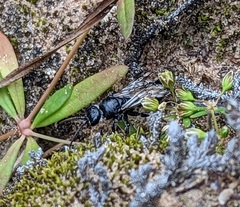 Tiphiinae
