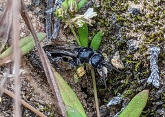 Tiphiinae