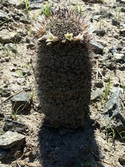 Mammillaria dioica dioica