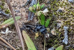 Tiphiinae
