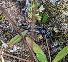Tiphiinae