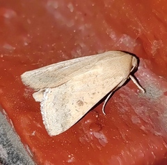 Helicoverpa armigera