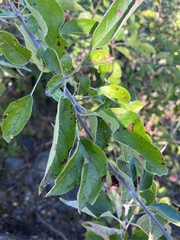 Malus fusca