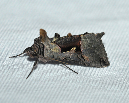 Large Looper Moth photo 5