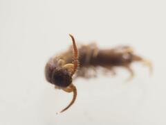 Lithobiomorpha