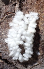 Microgastrinae