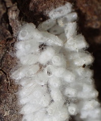 Microgastrinae