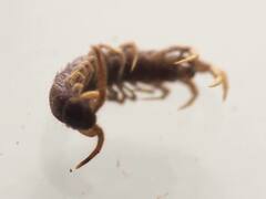 Lithobiomorpha
