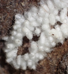 Microgastrinae