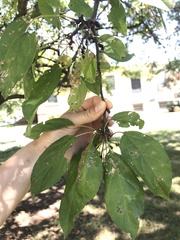 Malus prunifolia
