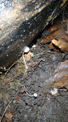 Mycena tenerrima