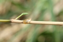 Succinea putris