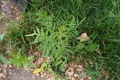 Sisymbrium altissimum