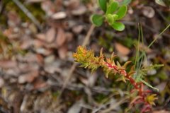 Sedum stenopetalum