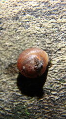 Bradybaena similaris