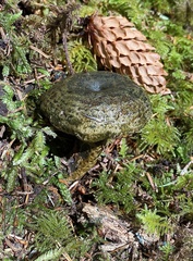 Lactarius olivaceoumbrinus