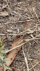 Dasymutilla californica