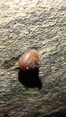 Bradybaena similaris