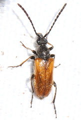 Pseudovadonia livida
