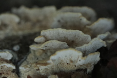 Steccherinum ochraceum