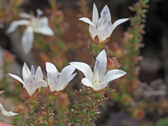 Roella secunda