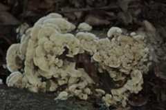 Steccherinum ochraceum