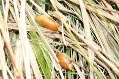 Succinea putris