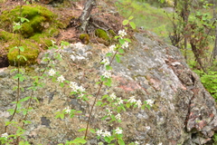 Amelanchier alnifolia