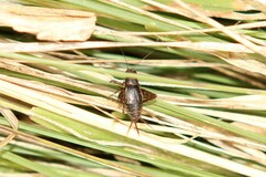 Eunemobius carolinus