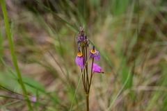 Primula pauciflora