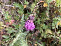 Carduus defloratus