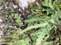 Carduus defloratus