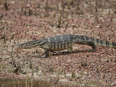 Varanus salvator macromaculatus