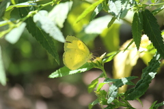 Eurema hecabe