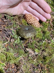 Lactarius olivaceoumbrinus