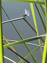 Pachydiplax longipennis
