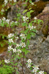 Amelanchier alnifolia