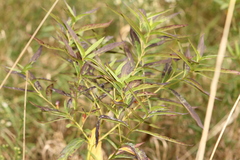 Epilobium coloratum
