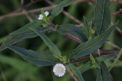 Eclipta prostrata