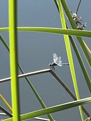 Pachydiplax longipennis