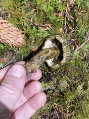 Lactarius olivaceoumbrinus