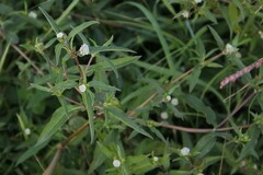 Eclipta prostrata