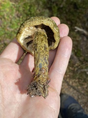 Lactarius olivaceoumbrinus