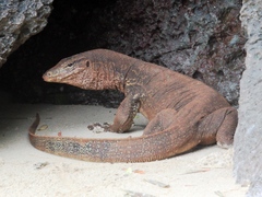 Varanus salvator macromaculatus