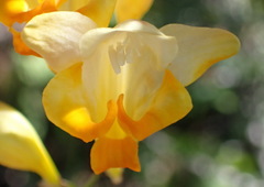 Freesia corymbosa