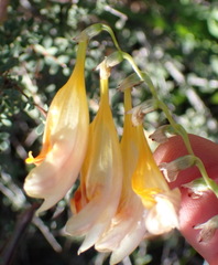 Freesia corymbosa