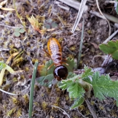 Microhodotermes viator