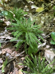 Dendrolycopodium dendroideum