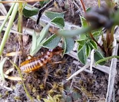 Microhodotermes viator